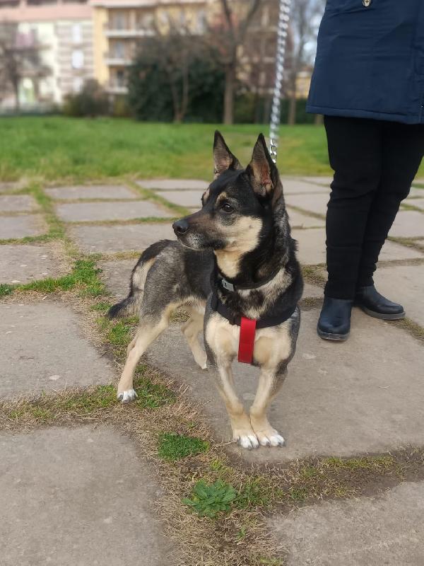 Spikie maschietto taglia contenuta Foto 2